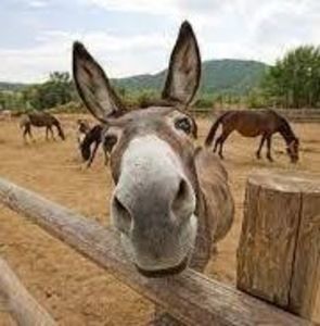 Meet your Posher, Lucy